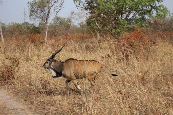 Fathala Wildlife Reserve, Senegal, Western Giant Eland