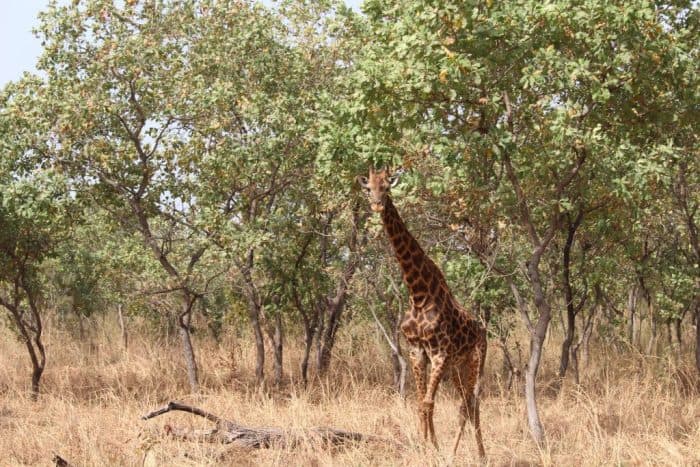 Fathala Wildlife Reserve, Senegal, Giraffe