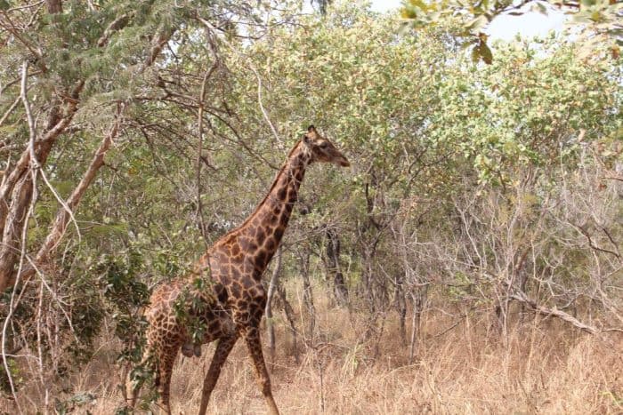 Fathala Wildlife Reserve, Senegal