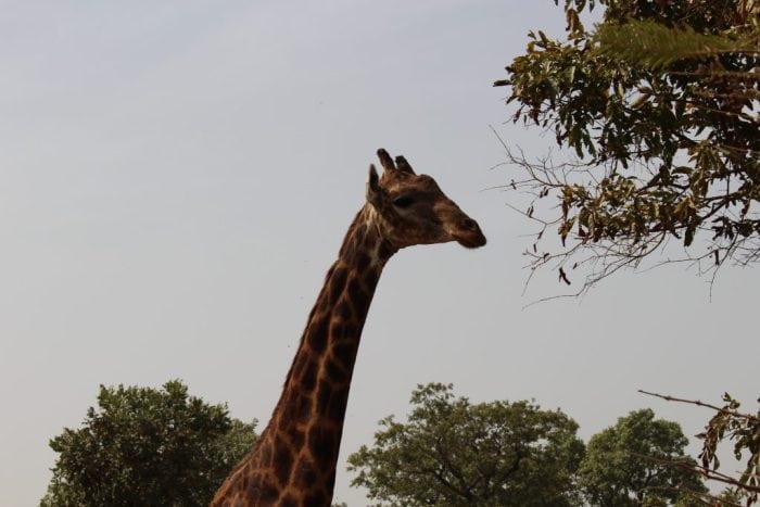 Fathala Wildlife Reserve, Senegal
