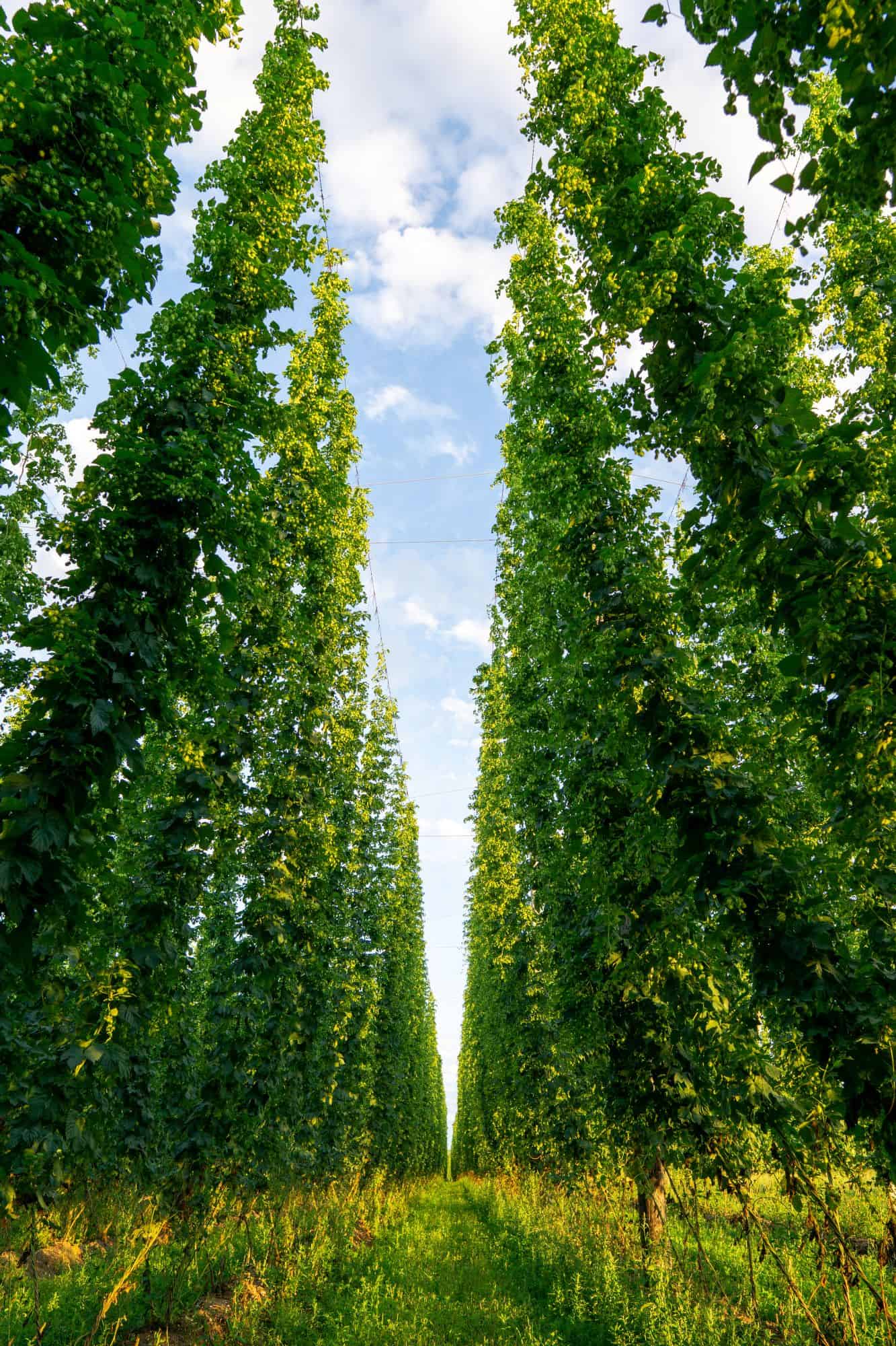 Pieds de houblon