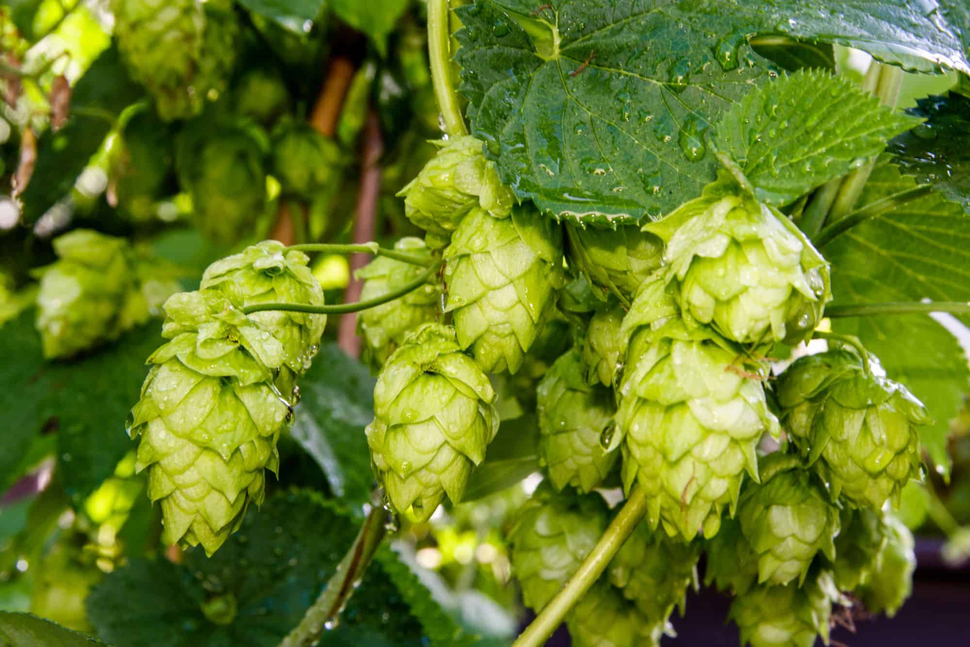 pesticides houblon