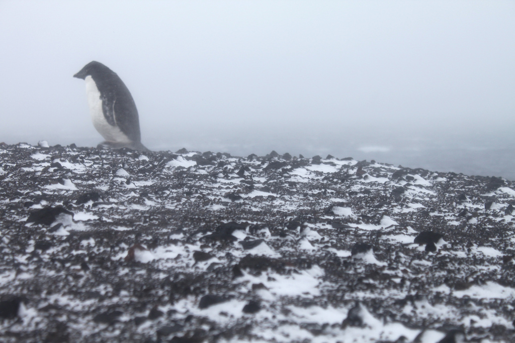 Llega el frio, ¡Caza unas defensas!