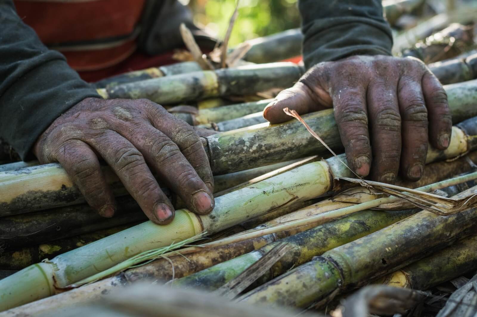 Setor sucroenergético | Entenda os desafios do ambiente de trabalho nesta área