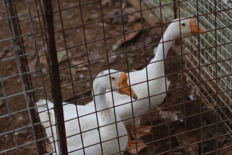 Foto de um ganso branco em um conceito de foto de animal em gaiola