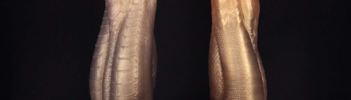 três tamanhos do dildo dragon com vibrador bullet viper