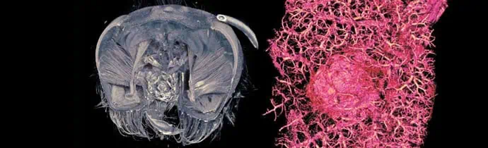 Micro-CT in Life Science & Biology