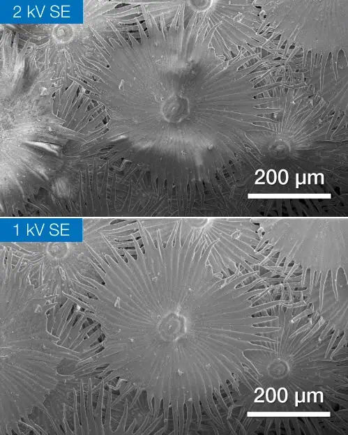 Sea Shell SEM Image