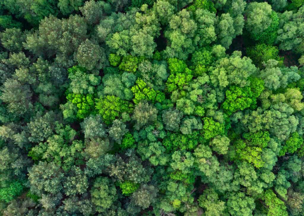 Aerial forest canopy used to illustrate BlueScientific’s ISO 14001 environmental management focus