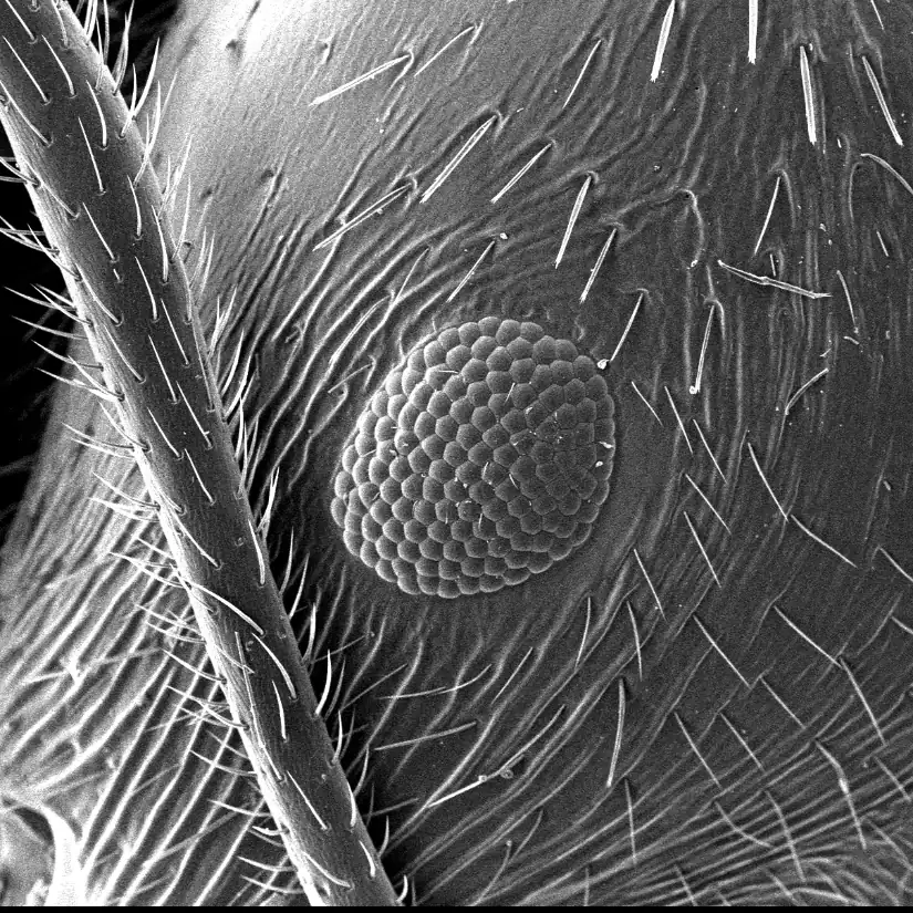 Ant's head SEM image with 25-30nm carbon coating