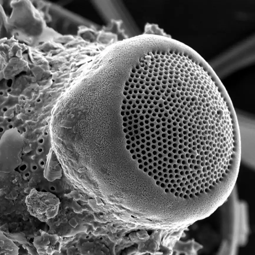 Phytoplankton SEM image with 2nm platinum coating