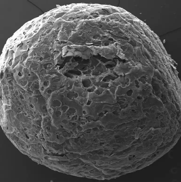 Polystyrene ball SEM image with 5nm platinum coating