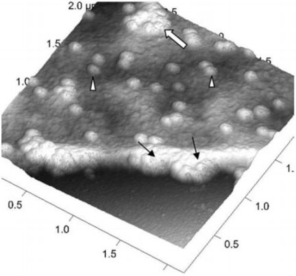 AFM Image of Virus Uptake