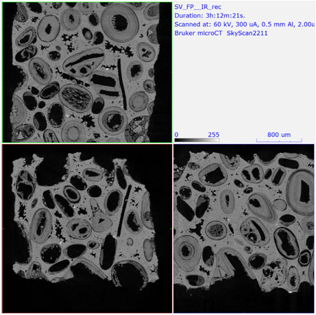 Fossils in rock