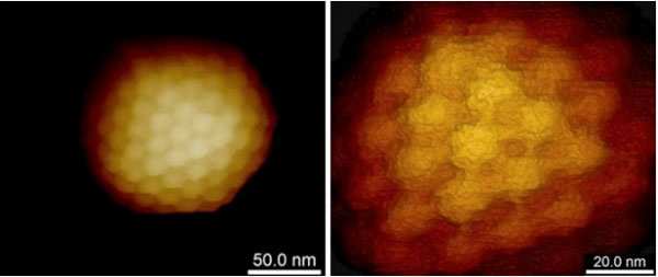 Herpes Virus AFM Image
