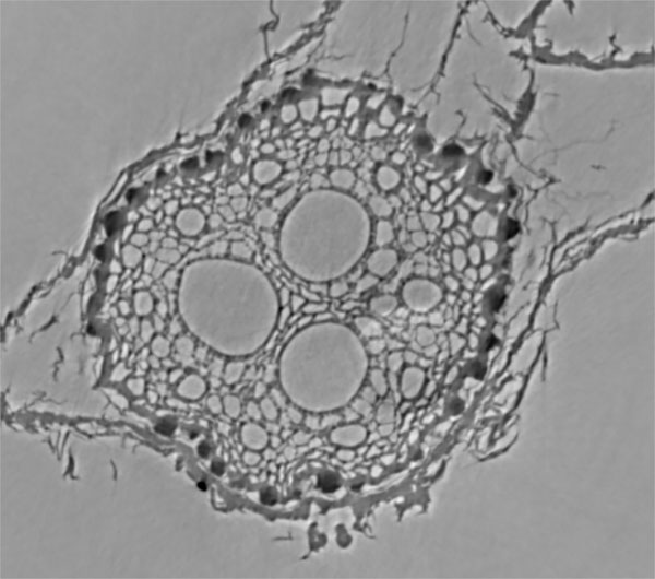 Micro-CT Phase Retrieval Imaging