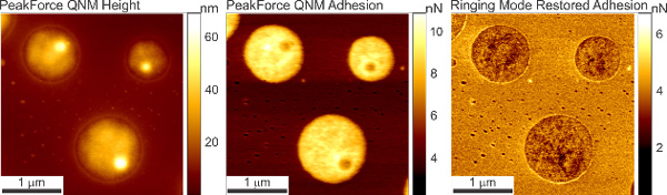 Restored Adhesion AFM Data