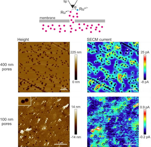 SECM Example: Porous Membranes
