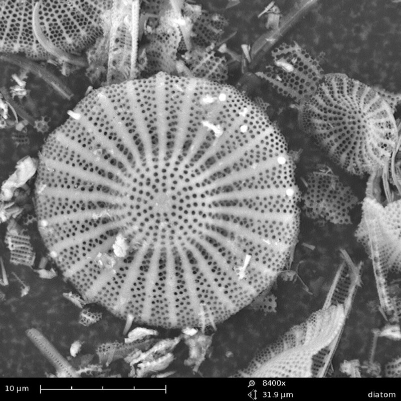 Diatom
