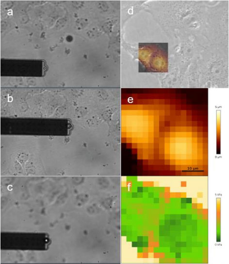 Living Cell Force Mapping