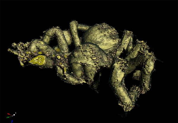 Micro-CT scan of a prehistoric spider