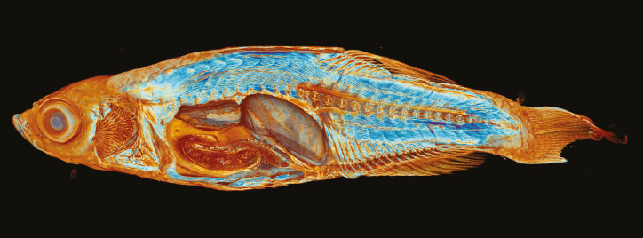 Zebrafish Micro-CT Image