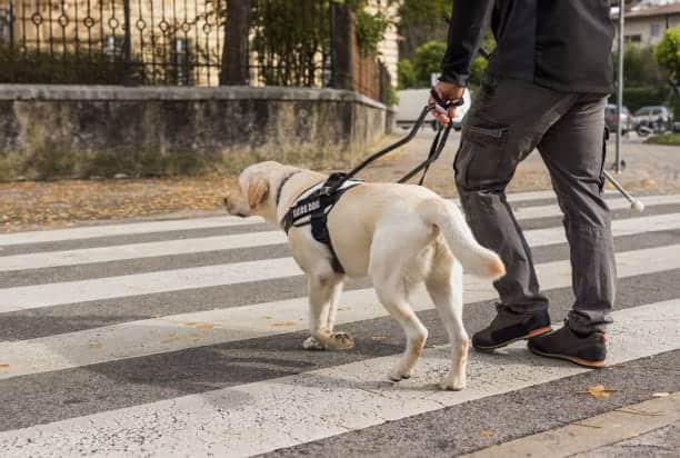 Person walking a guide dog across a pedestrian crossing, emphasizing accessibility for assistance animals in transportation.