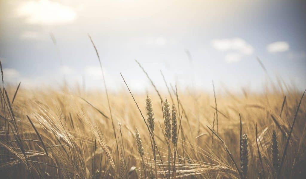 wheat wheat crops barley 1845835