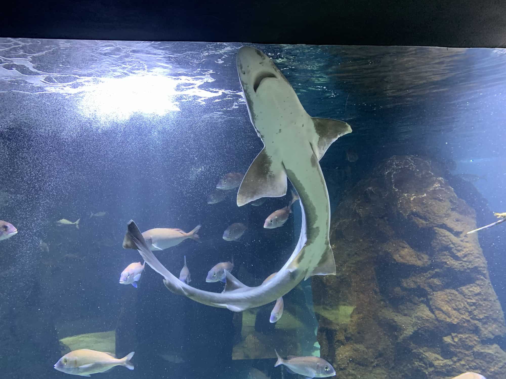 Shark at Dubrovnik Aquarium and exploring underwater world is one of the best things to do with kids in Dubrovnik