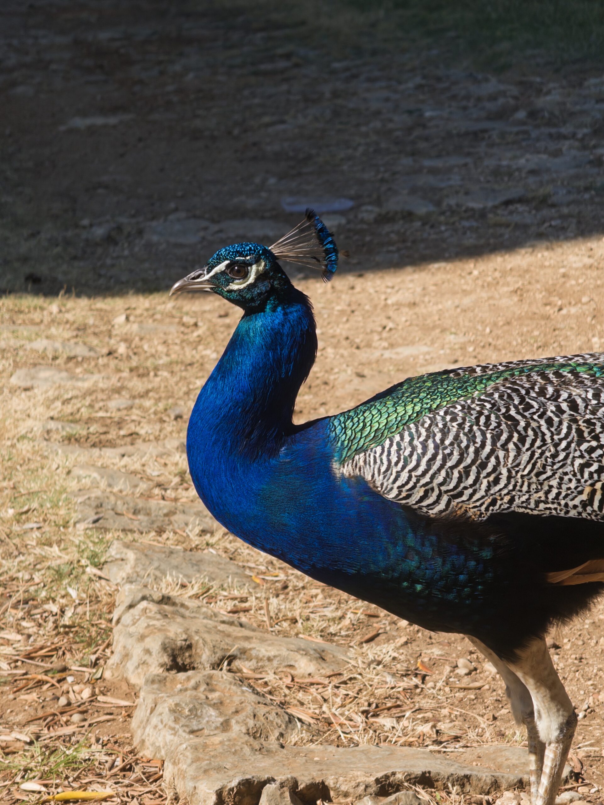 Peacock on Lokrum Island: Nature's Splendor in Full Display