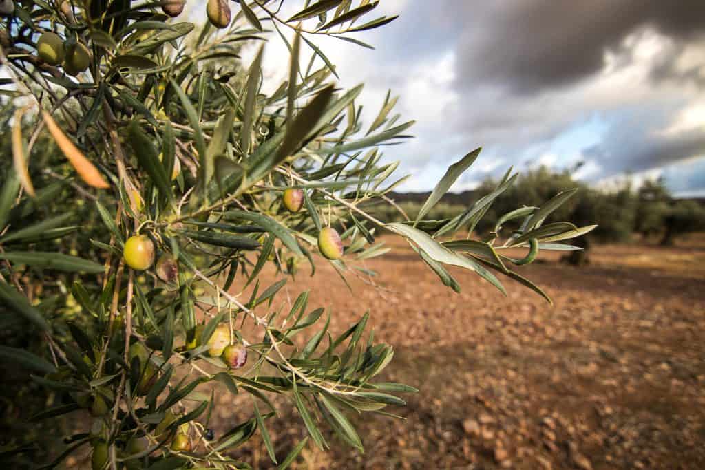 Olive tree branch with green olives in an expansive orchard under a partly cloudy sky.