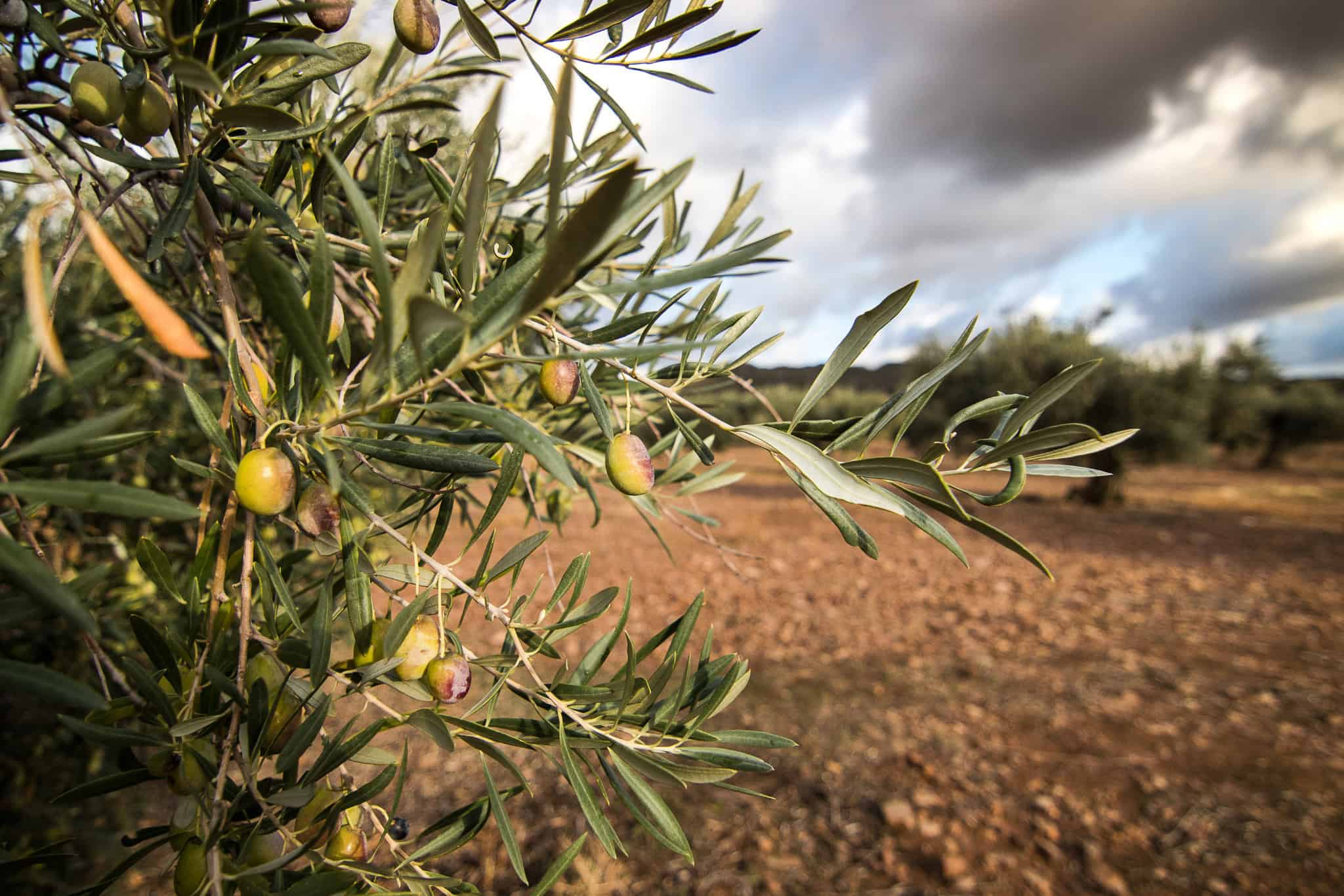 Olive tree branch with green olives in an expansive orchard under a partly cloudy sky.