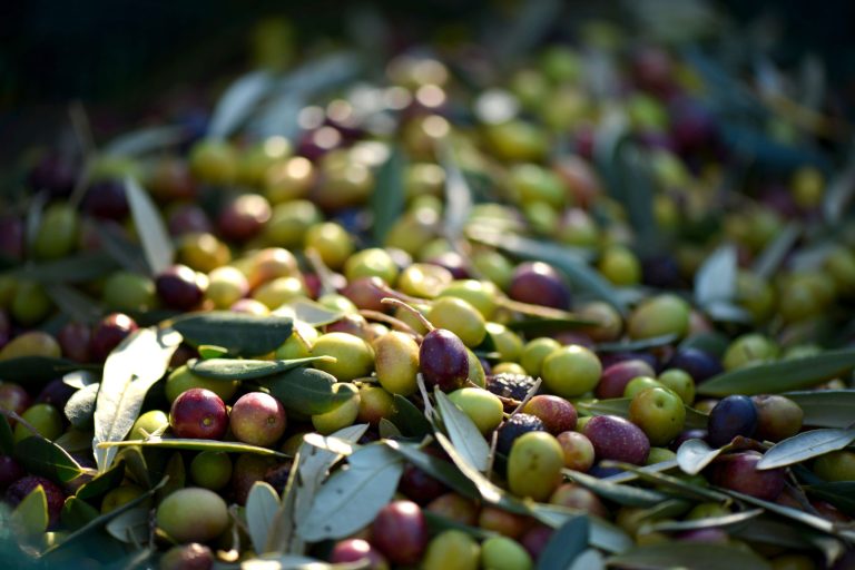 Olives harvested on the olive tree for premium olive oil and culinary use. Fresh, green, and purple olives with leaves, highlighting natural harvesting and farm-to-table freshness.