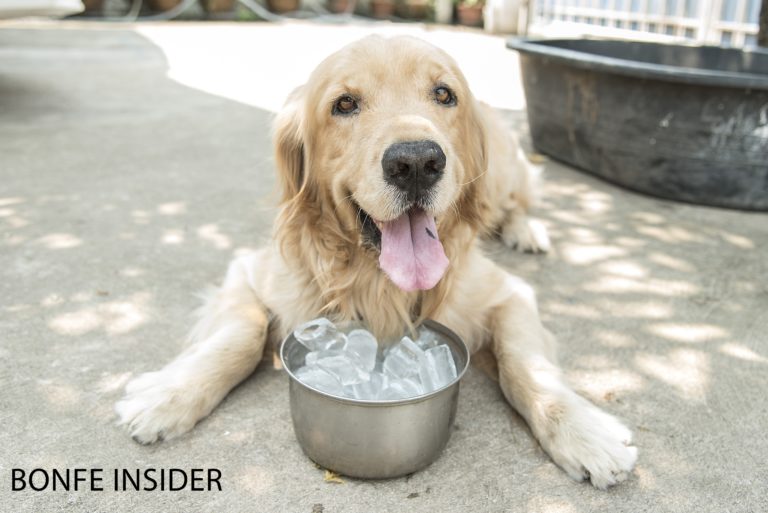 In August 2022, a golden retriever lounges on a concrete surface, mouth open and tongue out, its front paws hugging a metal bowl brimming with ice cubes. Bonfe Insider would surely celebrate this pup's chill summer vibes!.