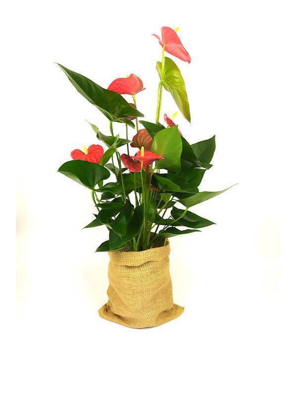 Anthurium - Imagen 2