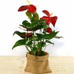 Anthurium XL