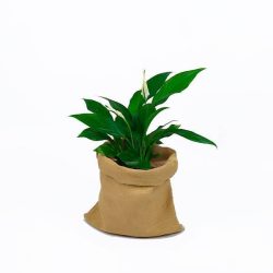 spathiphyllum
