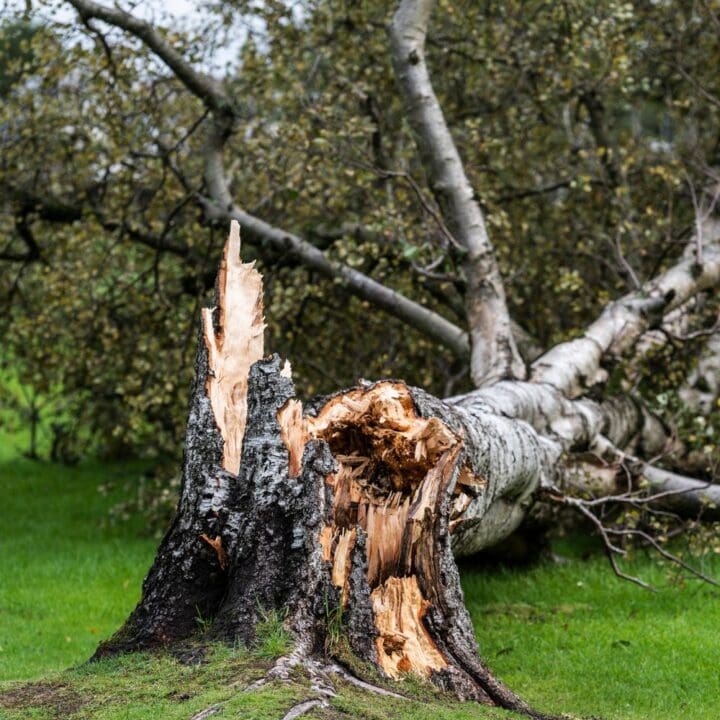 Storm Damage Tree Removal