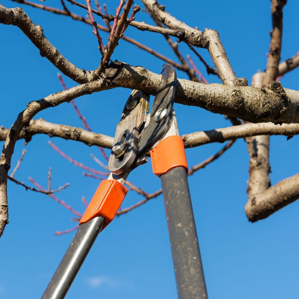 Tree Pruning in Fort Smith, AR