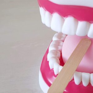 Brushing teeth with a wooden tongue cleaner in a dental model for oral hygiene demonstration.