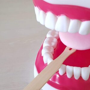 Dental model demonstrating LinguaSTIK PRO pack for speech therapy and oral health.