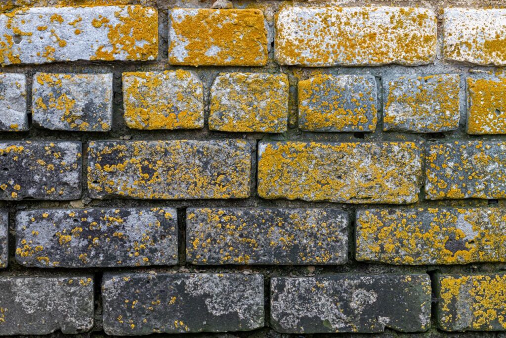 brick wall with mold