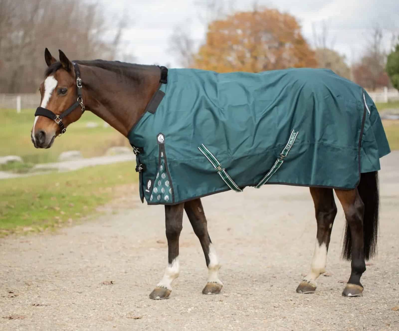 Equinavia Arktis Regular Neck Light Weight Turnout Blanket 100g