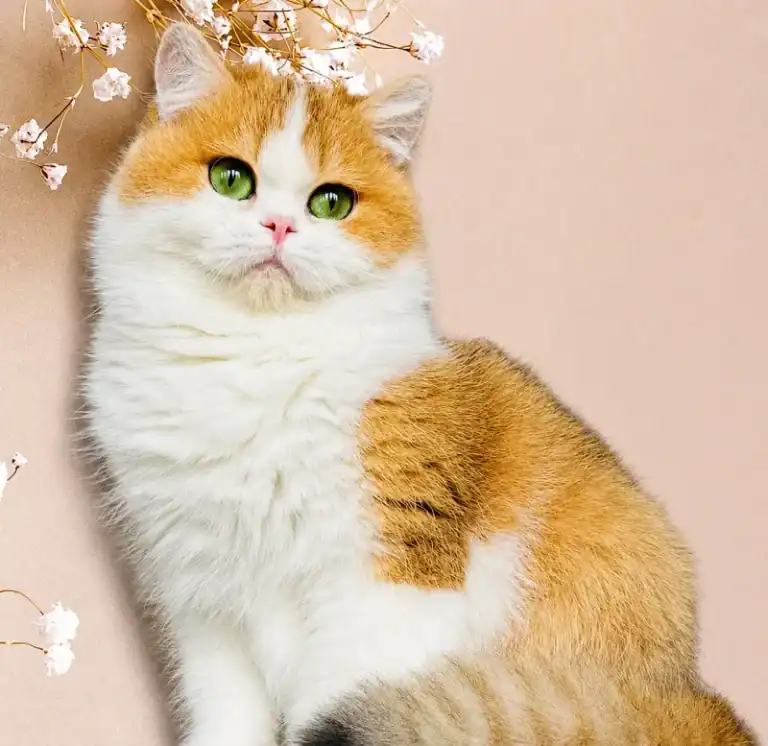 Comprar gatito British Shorthair en A Coruña