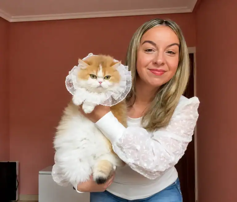 Comprar gatito British Longhair en A Coruña
