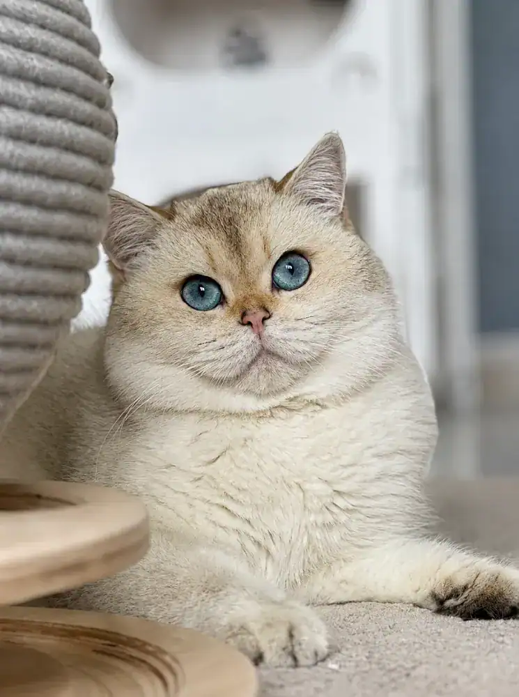 Comprar gatito British Shorthair en Málaga