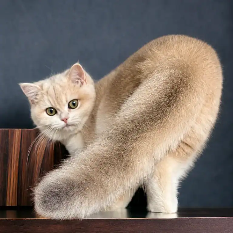 Comprar gatito British Shorthair en Zaragoza