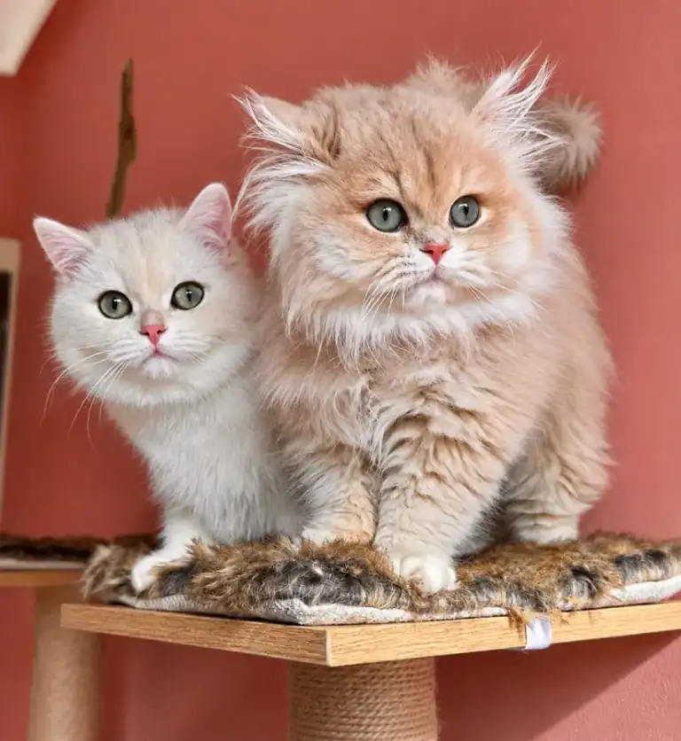 Gatito British Shorthair entregado en Málaga, Andalucía
