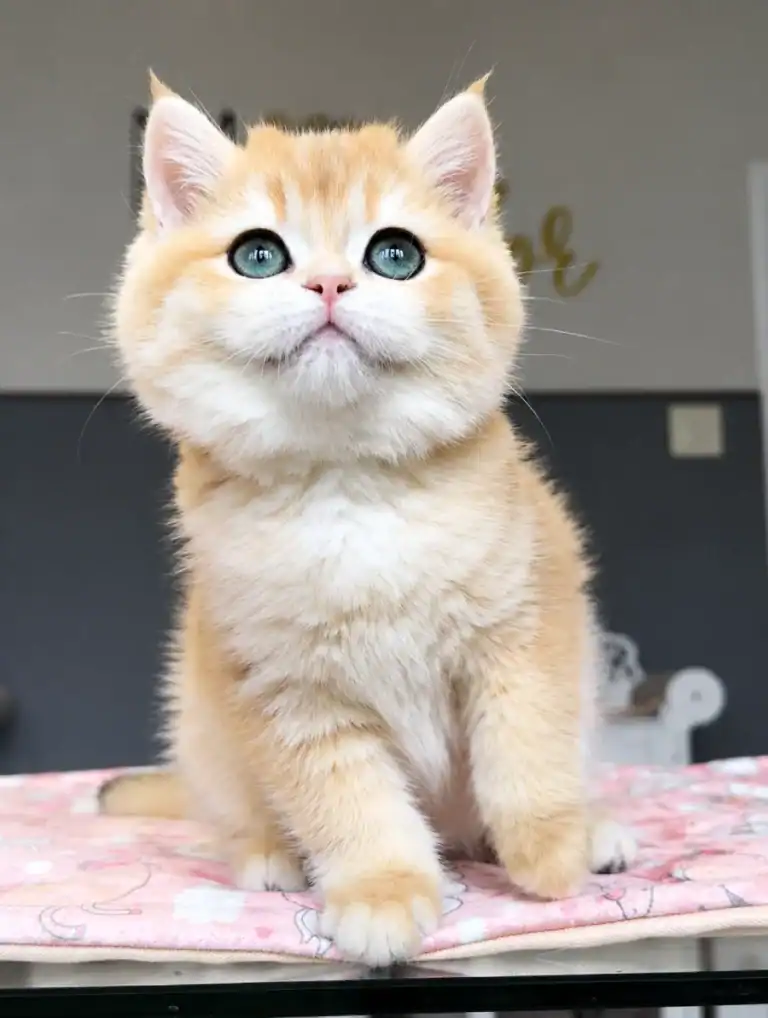 Comprar gato British en A Coruña