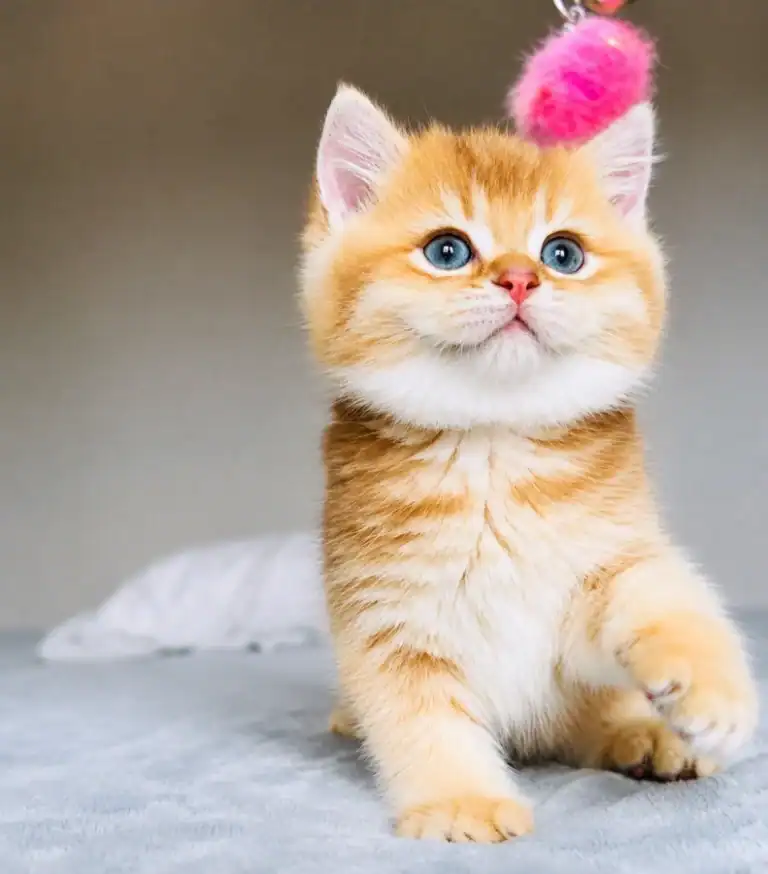 Comprar gatito British Shorthair en Sevilla